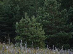 В Усть-Абакане высадят 140 сосен в рамках акции «Сохраним лес»