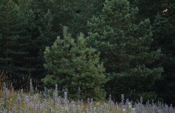 В Усть-Абакане высадят 140 сосен в рамках акции «Сохраним лес»
